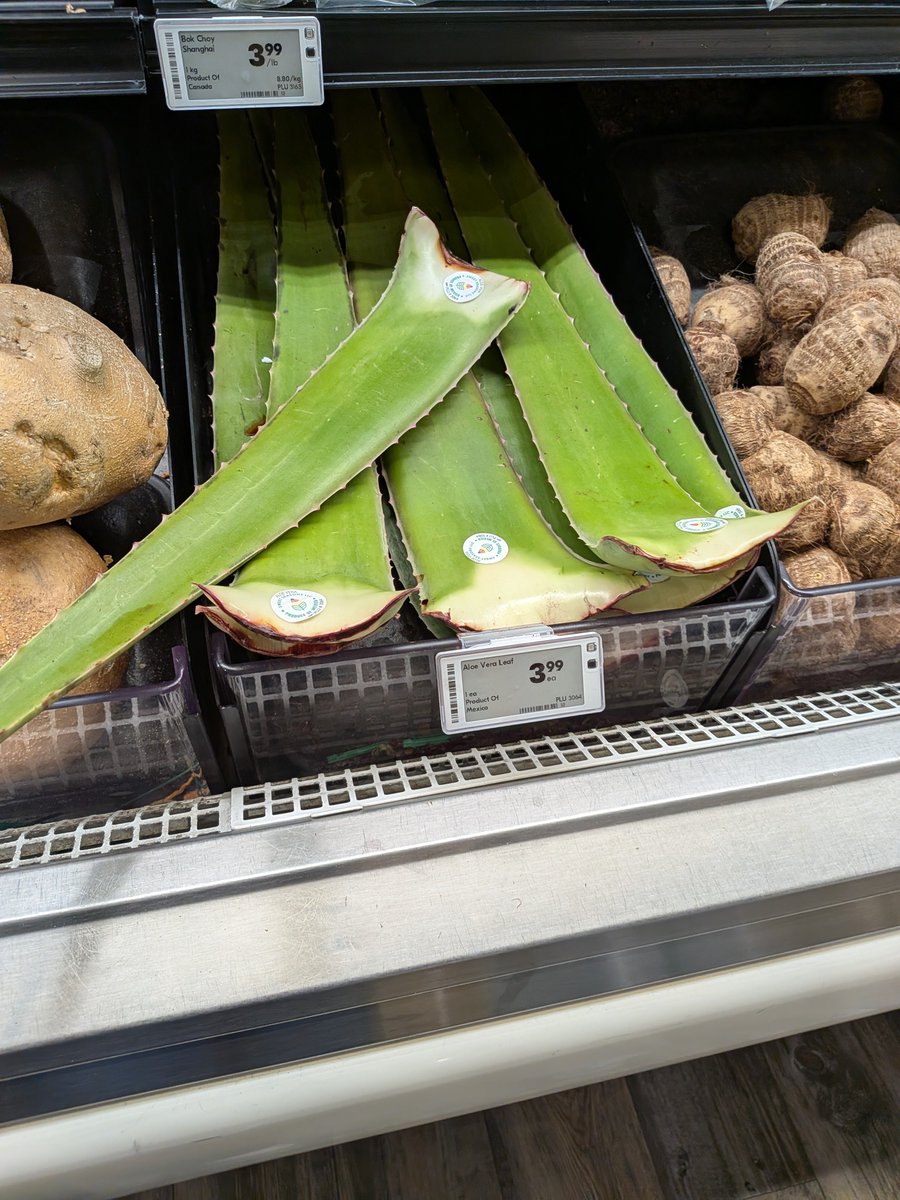 escasiaHK's tweet photo. Cantonese Word of The Day 28/10/2026 

蘆薈[lou4 wui6]

meaning ALOE VERA https://t.co/VezlhVfuZM