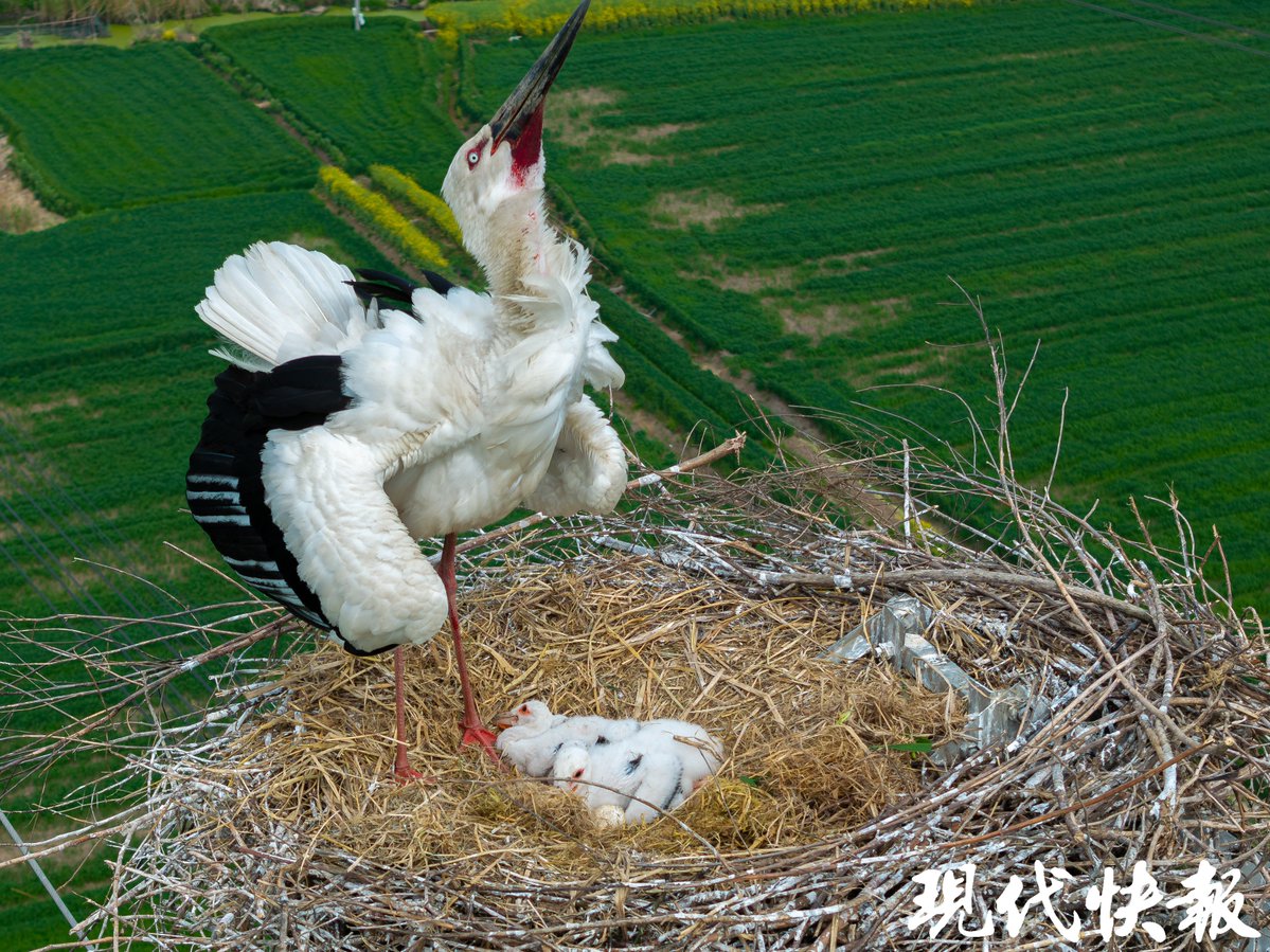 GiLlMsjaKcGN1NO's tweet photo. 空を舞う巣を探す鳥、その下に広がる自然が私の源だ。 https://t.co/h6EavFCVlI