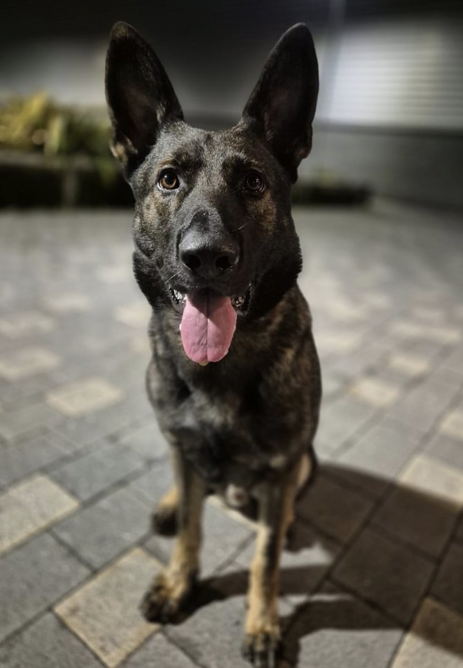 PoliceMutual's tweet photo. Ike does stuff we like – this time the perfect PD from Mersey Police tracked down a missing vulnerable person after she had fallen in woodland. Well done, PD Ike! https://t.co/V0Da3J4X4P https://t.co/vfJC4EVY8D