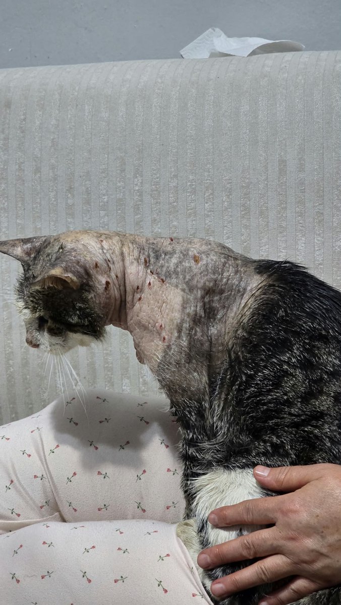 sleymannecip's tweet photo. 🆘 ACİL KLİNİK DESTEĞİ GEREKİYOR | ZONGULDAK – ÇAYCUMA
Bu çocuk 4 yaşında, erkek bir kedi. Ağustos ayında yaşadığı tüy dökülmesi ve deri sorunları zamanla ağırlaşmış. İletilen bilgilere göre uyuz ve mantar şüphesiyle yaklaşık 2 aydır mücadele ediliyor.
Kendisine yardımcı olmaya çalışan kişi, 4-5 farklı kliniğe başvurduğunu ve yaklaşık 13.000 TL harcama yaptığını belirtiyor. Ancak ne yazık ki kedinin durumu hâlâ çok kötü görünüyor. 💔
Bu aşamada deneyimli bir veteriner hekim tarafından yeniden değerlendirilmesine ve uygun tedaviye ihtiyacı var.
🙏 Zonguldak, Çaycuma veya çevresinde bu çocuğu muayene edebilecek, tedavisini üstlenebilecek ya da uygun bir kliniğe yönlendirebilecek veteriner hekimlerden, kliniklerden ve hayvanseverlerden destek bekliyoruz.
Nakil konusunda yardımcı olmaya çalışacağım.
Maddi destek talebimiz yoktur. Amacımız bu çocuğun doğru tedaviye ulaşmasına aracılık etmek.
Bir klinik, hekim veya doğru bir yönlendirme bile onun için yeni bir başlangıç olabilir. Lütfen paylaşarak sesini duyurmamıza yardımcı olun. 🐾
#Çaycuma #Zonguldak #SokakHayvanlarıSahipsizDeğil