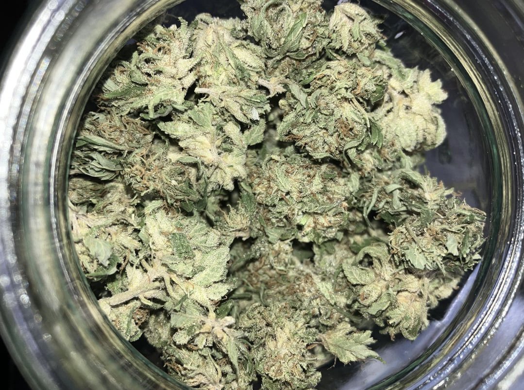 buckeyefarmsla1's tweet photo. 24g home grown. What do u think?

#weedporn #stonerlife #drugtwt #stonertwt https://t.co/qXfawuMhiV