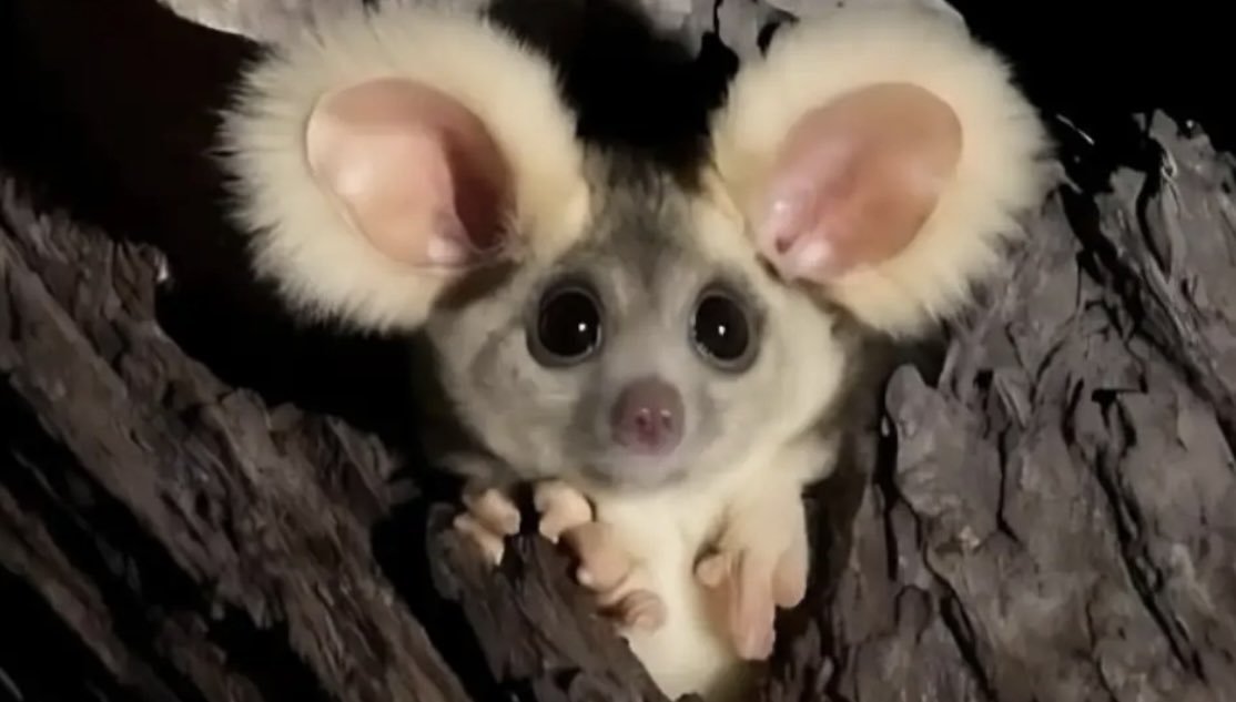 ACEayur's tweet photo. Face reveal plss be kind 🥺

And have some chai ☕ me banane jaa rha https://t.co/OET70Nlc3p