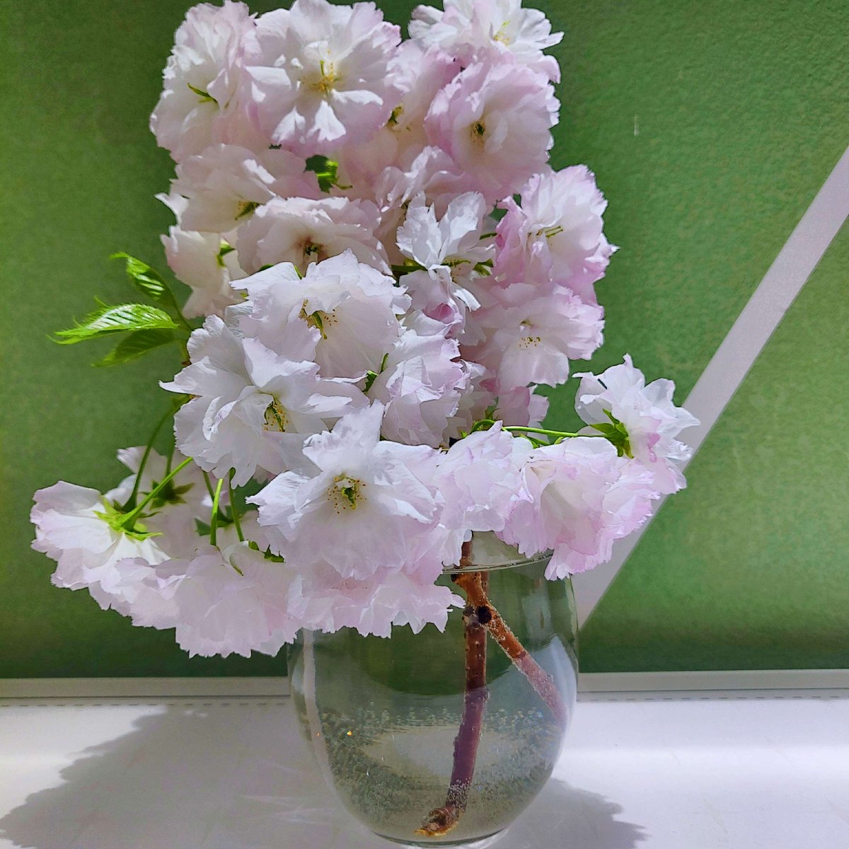 in_realigned's tweet photo. 「花瓶の横に置かれたガラスの缸に、ひっそりと春の花びらが隠されている。」 https://t.co/LEP0HKXL1D