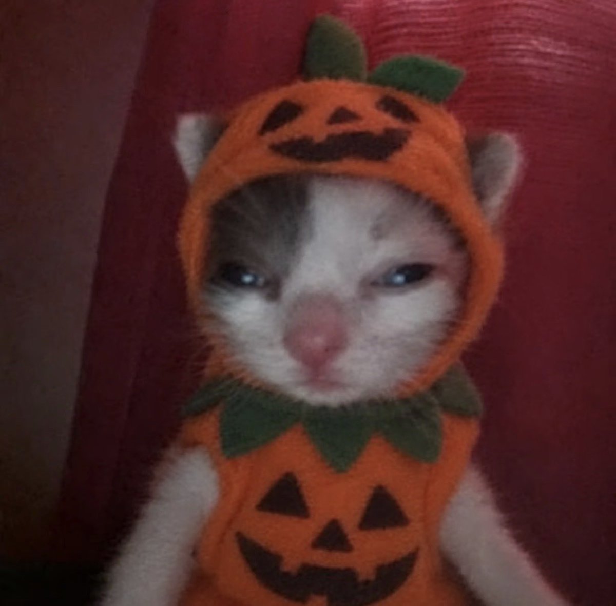twaniimals's tweet photo. Lista para Halloween https://t.co/BPaazKrES3