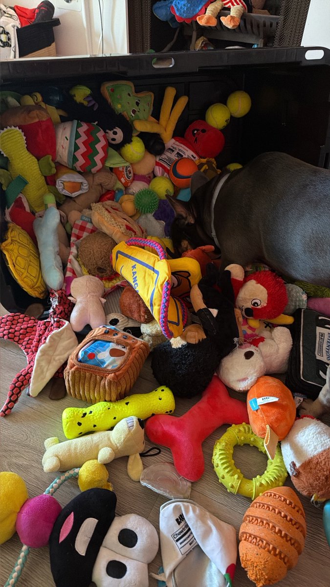 ferociousfranny's tweet photo. I think our Barkbox subscription got out of hand 😬 @barkbox @bark https://t.co/J9cYZMKPKi