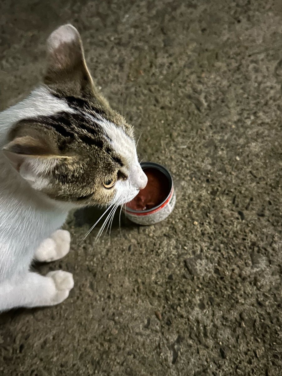msk_powerfield's tweet photo. [叛]して飼料を求める凹んだ小動物の様子、なんだか放っておけないね。 https://t.co/CaCxK7AIPh