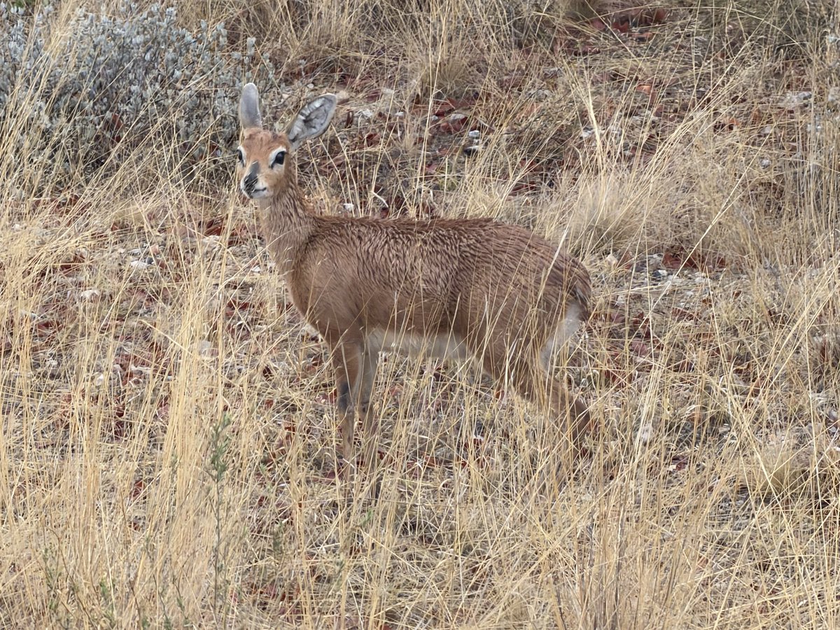 MunchPudding's tweet photo. #PostcardFromEtoshaNationalPark A wonderful,  full day seeing all the amazing animals in Etosha 🇳🇦  🦓 🦌 🐆 🐘 🐃🦬 🦒 https://t.co/3FBosgIX0c