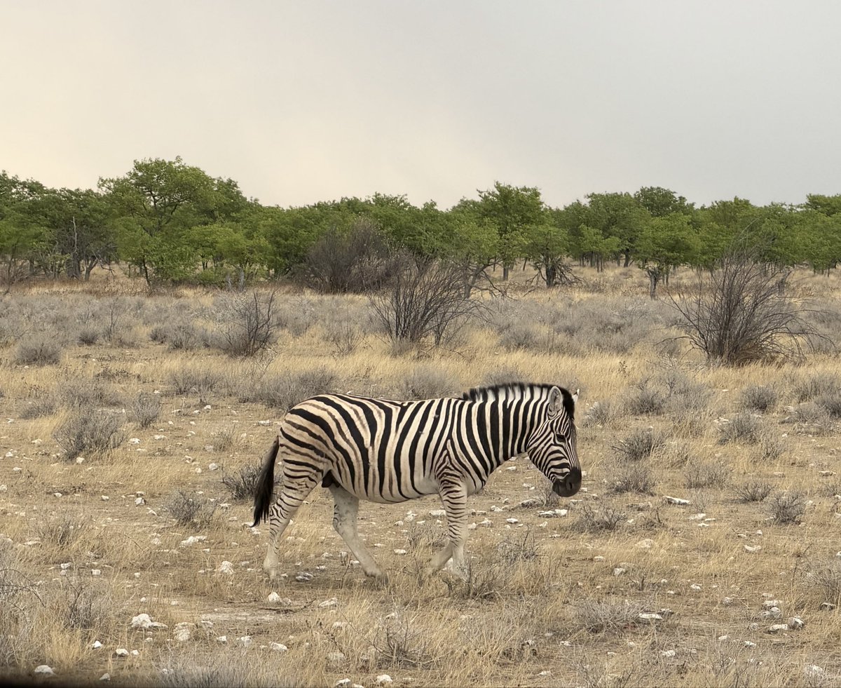 MunchPudding's tweet photo. #PostcardFromEtoshaNationalPark A wonderful,  full day seeing all the amazing animals in Etosha 🇳🇦  🦓 🦌 🐆 🐘 🐃🦬 🦒 https://t.co/3FBosgIX0c
