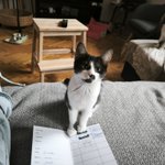 Photo by кот пришёл назад (@acorned)