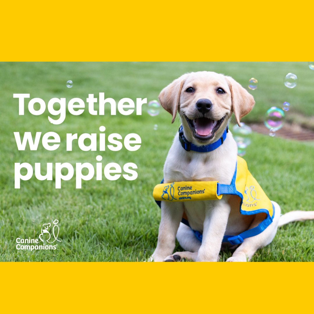 canineorg's tweet photo. 🐕🦺 140 puppies URGENTLY need #volunteers to raise and prepare them to become #servicedogs for people with disabilities! 💙
➡️ Sign up for an info session to learn more: https://t.co/ISZNzvn2U9
#puppy #community #makingadifference #servicedog #puppies https://t.co/3QYMt2QMy3