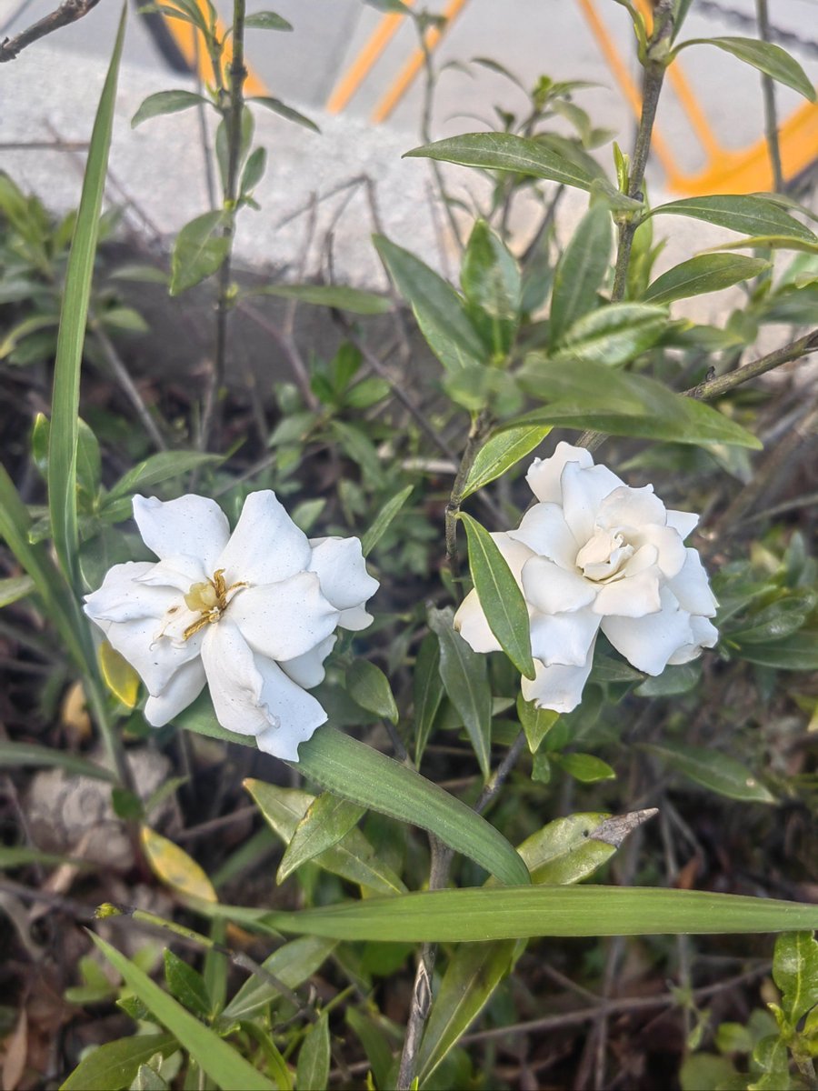 ryutetora's tweet photo. [薔薇の株元に立つ土と曇り空の下、白い莢がそっと揺れている]， https://t.co/QqfkYL5KfU