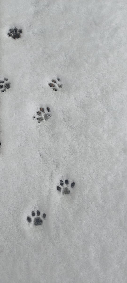 the_pethest's tweet photo. [街でふと見かけた猫の足跡、隣の家の子も同じ猫を追いかけてた。こんな偶然、堪らないくらい嬉しい！]， https://t.co/2FGEgbjrks