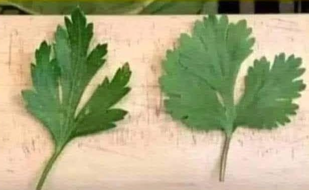 CubaOrtografia's tweet photo. Esta foto es para los que no saben diferenciar el perejil del cilantro. El perejil es el que está al lado del cilantro. https://t.co/QZ8pzeC0n0