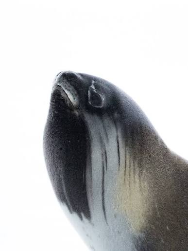 AssBlaster_9k's tweet photo. why it look like ross seal kind of https://t.co/Nrwiamamud