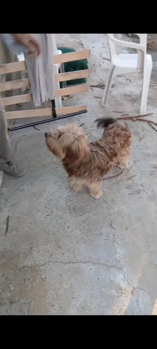 Emilystellaemi2's tweet photo. MERAVIGLIOSO CAGNOLINO DI CIRCA 
1 ANNO. CERCA UNA BELLA FAMIGLIA ♥️♥️♥️🙏
SI TROVA IN PROVINCIA DI 
CALTANISSETTA.
whatsapp 350 119 6942
Grazie infinite ❤️🙏 https://t.co/9LKEDZ3rlm