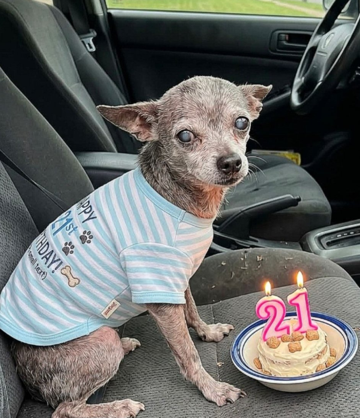 TweeetsOfDogs's tweet photo. Never Forget Old Dogs Are Beautiful Too ❤️ https://t.co/StsFD2vMsX