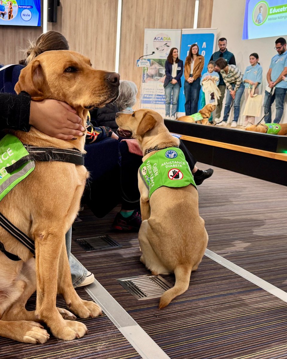 Prefet26's tweet photo. #Solidarité#ChiensDAssistance | Une aventure humaine et canine pleine d’émotion

Hier soir, en présence de Marie-Aimée Gaspari préfète de la Drôme, 18 jeunes et adultes vivant avec un diabète de type 1 ont célébré une étape importante : le début d’une nouvelle aventure aux côtés de leur chien d’assistance.

🦮 Capables d’alerter en cas de variation de la glycémie de la personne accompagnée, ces chiens jouent un rôle essentiel dans le renforcement de sa sécurité, de son autonomie et de sa qualité de vie au quotidien.

Derrière chaque binôme, des mois d’apprentissage, de complicité et un formidable engagement des équipes, des bénévoles, des familles et des partenaires.

👏 La préfète a salué le magnifique travail de l’association ACADIA26 et remis l’arrêté de labellisation de son centre d’éducation de chiens d’assistance. Cette reconnaissance de l’État valorise la qualité de la formation proposée et contribue au bien-être des bénéficiaires.