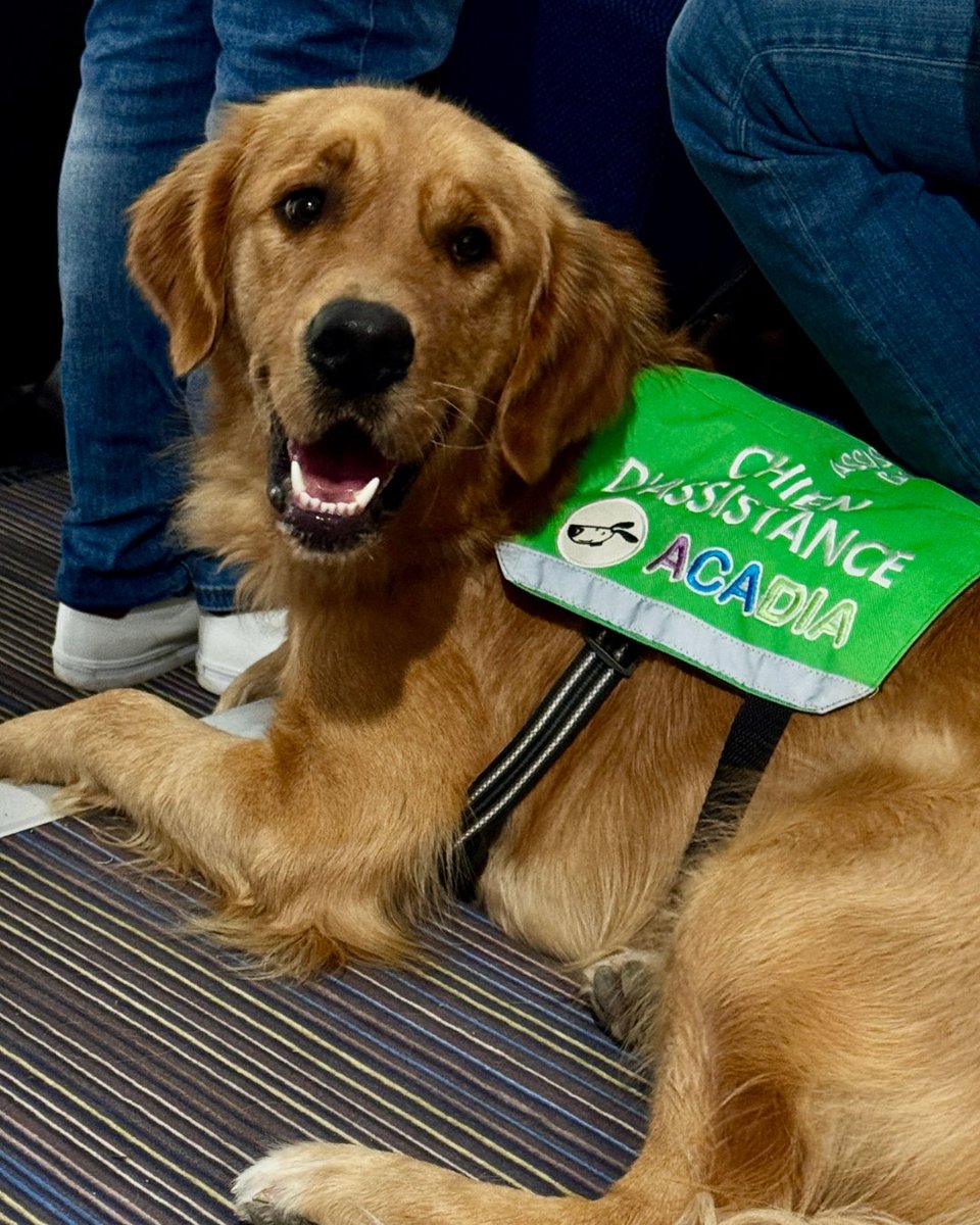 Prefet26's tweet photo. #Solidarité#ChiensDAssistance | Une aventure humaine et canine pleine d’émotion

Hier soir, en présence de Marie-Aimée Gaspari préfète de la Drôme, 18 jeunes et adultes vivant avec un diabète de type 1 ont célébré une étape importante : le début d’une nouvelle aventure aux côtés de leur chien d’assistance.

🦮 Capables d’alerter en cas de variation de la glycémie de la personne accompagnée, ces chiens jouent un rôle essentiel dans le renforcement de sa sécurité, de son autonomie et de sa qualité de vie au quotidien.

Derrière chaque binôme, des mois d’apprentissage, de complicité et un formidable engagement des équipes, des bénévoles, des familles et des partenaires.

👏 La préfète a salué le magnifique travail de l’association ACADIA26 et remis l’arrêté de labellisation de son centre d’éducation de chiens d’assistance. Cette reconnaissance de l’État valorise la qualité de la formation proposée et contribue au bien-être des bénéficiaires.