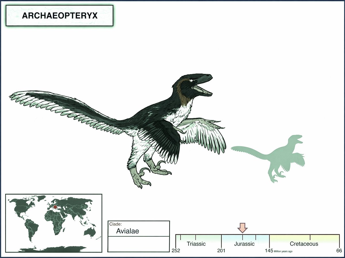 P4LEONTOLOGY's tweet photo. 43. Tendo vivido no período Jurássico, há cerca de 150 milhões de anos, os Archaeopteryx (lê-se Arqueoptérics) foram uma forma de transição entre os dinossauros que voavam e as aves atuais. Medindo quase meio metro de comprimento e dotados de asas longas e emplumadas, esses animais voavam com alguma dificuldade, mas eram ótimos planadores.