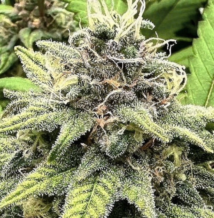 JINXPROOF230570's tweet photo. Young "FROST ADVISORY " 
JINXPROOF GENETICS 
https://t.co/x8S9joo4Ox https://t.co/dVYmsDneyl