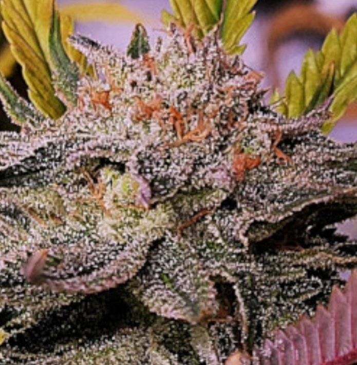 JINXPROOF230570's tweet photo. Young "FROST ADVISORY " 
JINXPROOF GENETICS 
https://t.co/x8S9joo4Ox https://t.co/dVYmsDneyl
