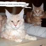 Photo by ∁тепан ∏олосов (@alse52)