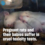 Photo by Humane World End Animal Testing (@humaneworldeat)