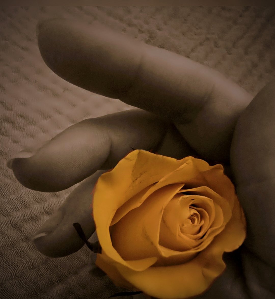 BloominBirdie's tweet photo. Skipper got me flowers! 💐💖  (one of the roses fell of so you get a little hand peek. 😂) https://t.co/Ji5ChdZK1m