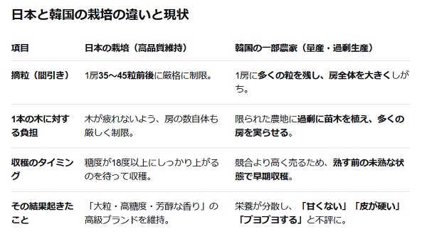 moeruasia01's tweet photo. 韓国のシャインマスカット価格暴落、自殺者も発生し問題に「日本を参考に、各農家が栽培品種を増やすべき」
韓国政府「海外販路を増やす」→ 海外市場は日本産との価格競争に

1房に100粒以上の実がつくシャインマスカット
日本の農家：専用のハサミで「1房 35〜45粒前後」になるまで切り落とす
韓国の農家：出荷量（重量）重視、一房にたくさん残す

日本を参考にって、ムリでしょ（ ´_ゝ`）
1から100まで迷惑ばかりだな