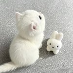 Photo by 🐾 Adorable Animals 🐾 (@AdorbleAnimals)
