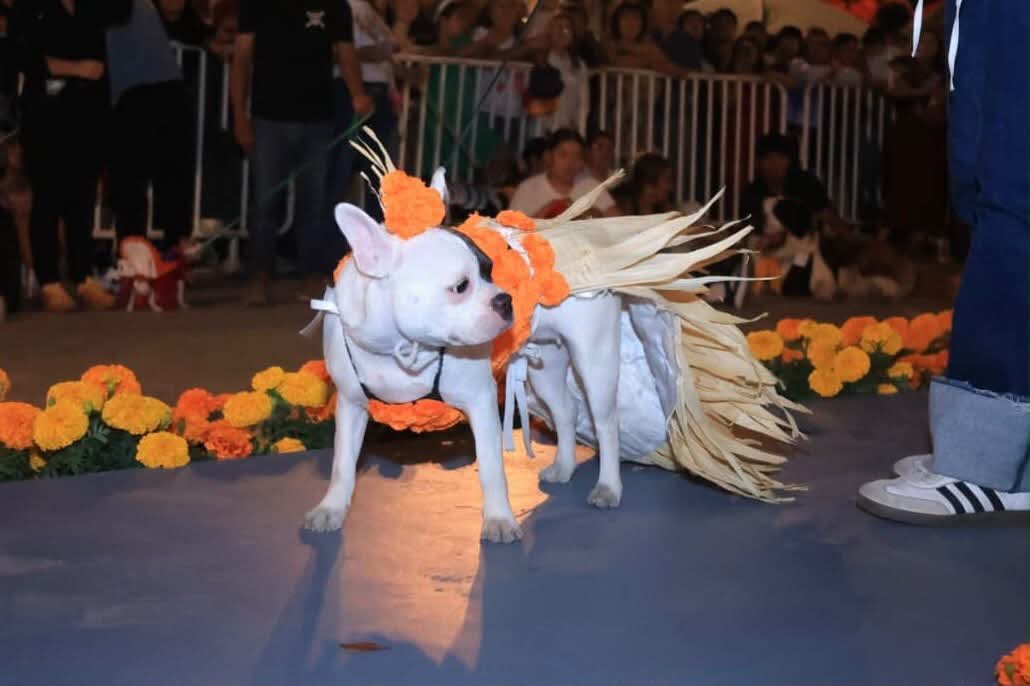ContraProMx's tweet photo. 🐶🐩🐕 #Lomitos de #Oaxaca de Juárez celebraron el Día de Muertos con mucho estilo

Las calles de la capital se llenaron de color y creatividad durante la Caminata y Concurso de Disfraces Caninos, organizada por el Municipio de Oaxaca de Juárez que preside @RayChagoya, a través del Instituto Municipal de las Lenguas Indígenas, actividad que reunió a familias y sus compañeros de cuatro patas.

Desde el Jardín Madero hasta la Alameda de León, los participantes lucieron originales disfraces inspirados en nuestras tradiciones oaxaqueñas. Una jornada de alegría, convivencia y cariño por los animales, que nos recuerda que nuestras celebraciones también pueden disfrutarse con respeto y cuidado hacia nuestras mascotas.