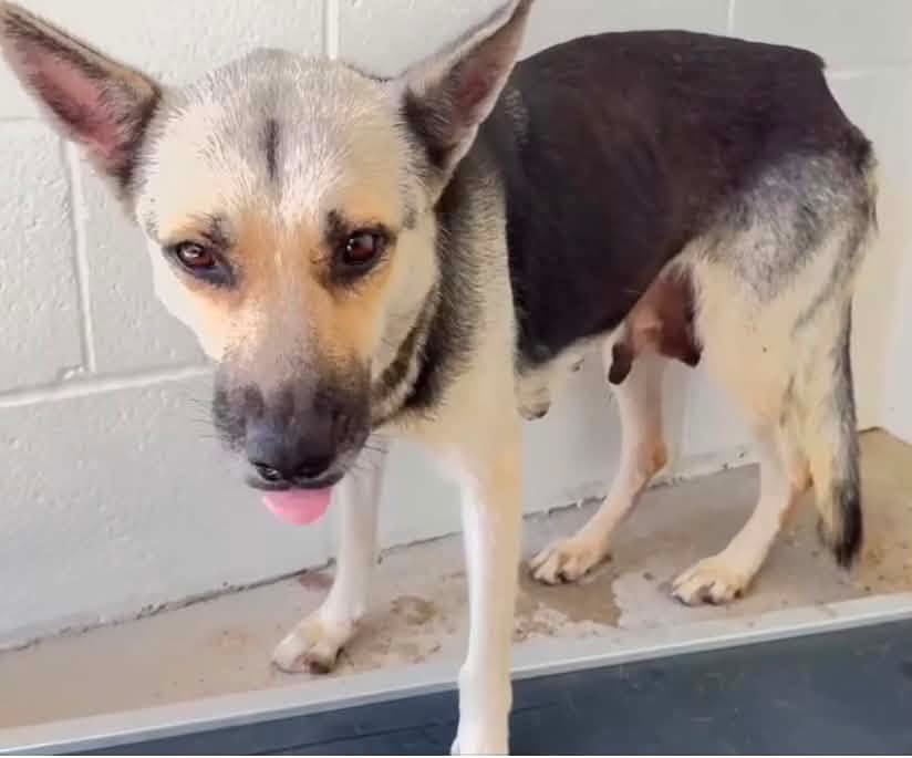 PawsnTails4TX's tweet photo. 💔😪🌈 CLARISSA was an invisible dog and because she was noticed too late she is gone, killed today for length of stay! 
#RIP CLARISSA 
Houston #TX
#NoOneCame
#A662765 https://t.co/svvUB9tj8s