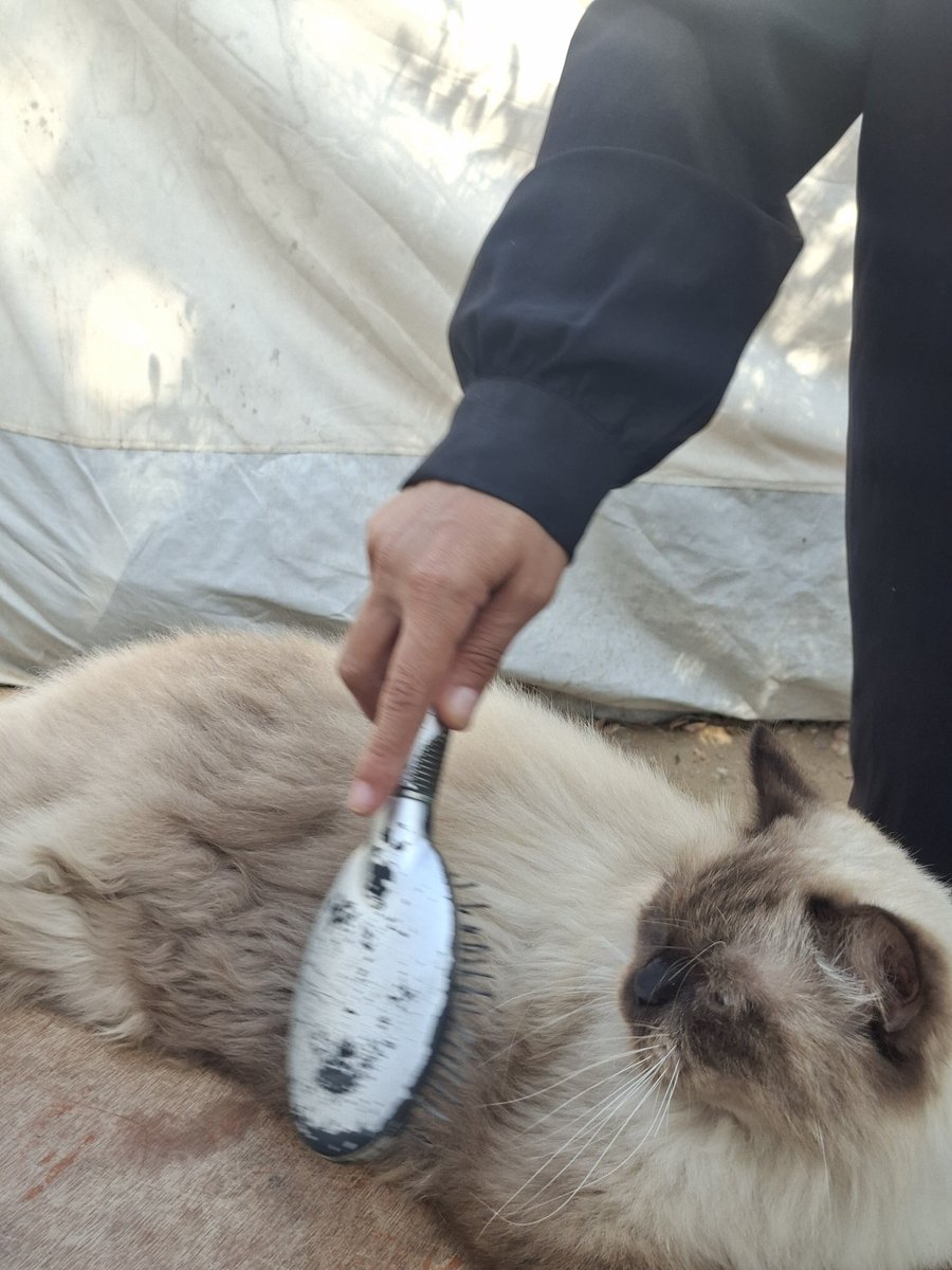MustafaAmeen30's tweet photo. One of the sweetest moments is seeing my mom and Misho spending time together! 🥹🤍

Today, my mom gently brushed Misho’s fur with so much love and care, while he lay there peacefully, enjoying her affection.

Despite everything we’re going through in Gaza, these little moments bring us happiness and comfort.

Send some love to my mom and Misho in the comments! 🥹❤️