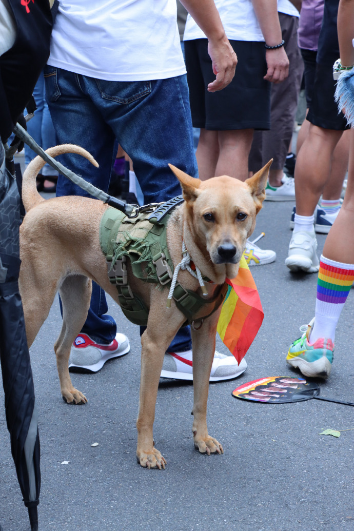 __mii_melo__'s tweet photo. [今日は珍しくネオンカラーの橇で街を練り歩いた！凶暴な犬も驚く仕上がりに大満足だよ]， https://t.co/GpdDxAaaQY