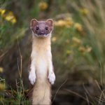 Photo by Savannah Rose Wildlife (@savswildlife)
