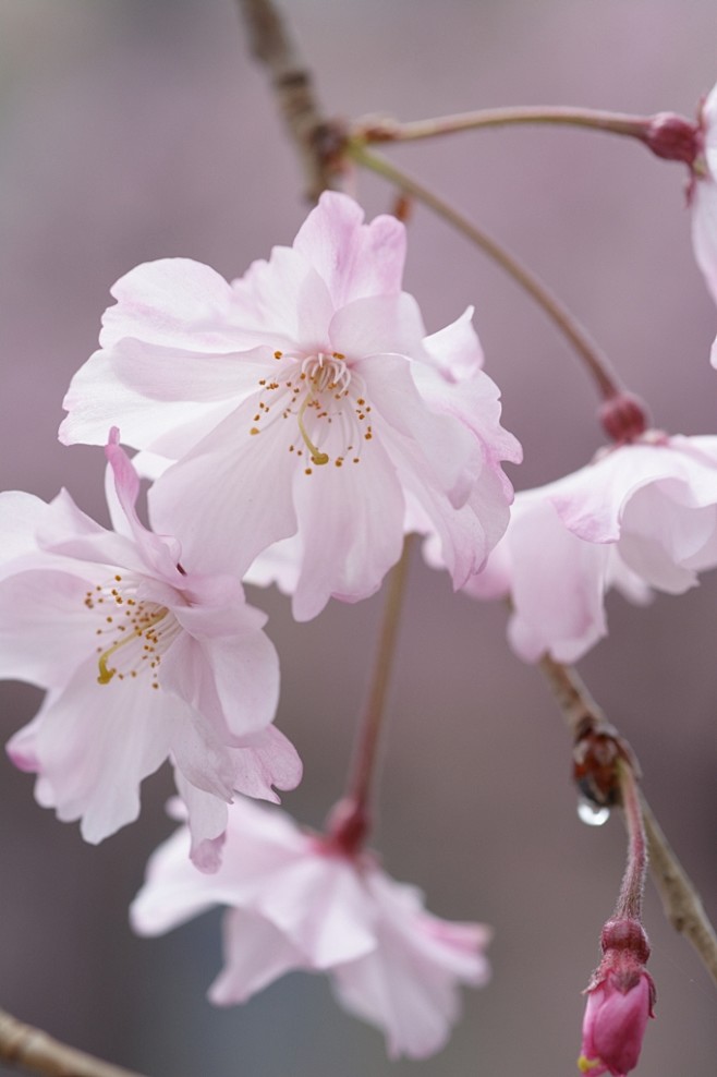 JaPDHGN4ztxNhKW's tweet photo. [パッと咲いた草花が雨に濡れ、つややかな朝の庭——新たな命の息吹を感じる瞬間。]， https://t.co/7EcWzz7kjK