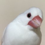 Photo by 友と文鳥ｽﾞ°ʚ(•ө•)ɞ° (@97k31)