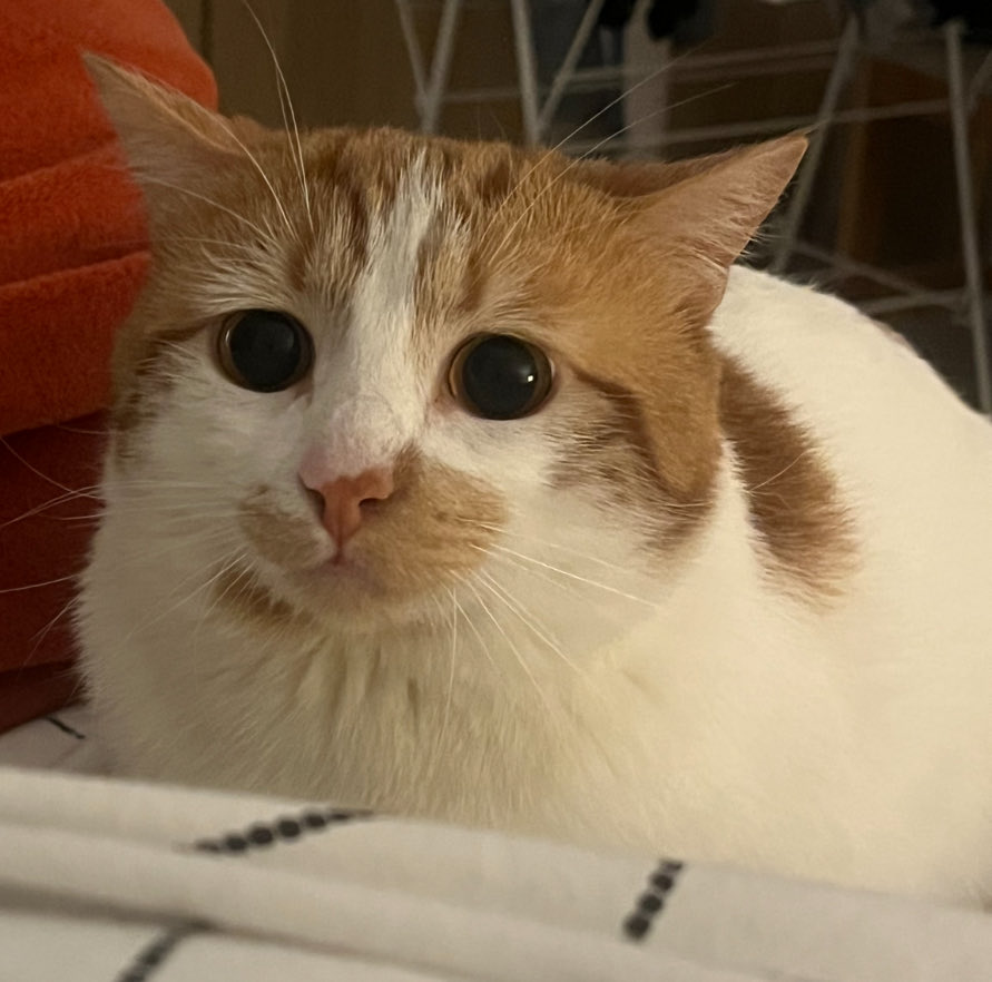 Ibuprophaneuh's tweet photo. Je profite juste de ce tweet pour vous montrer mon chat : Tiroir https://t.co/yh3W5FNd5r