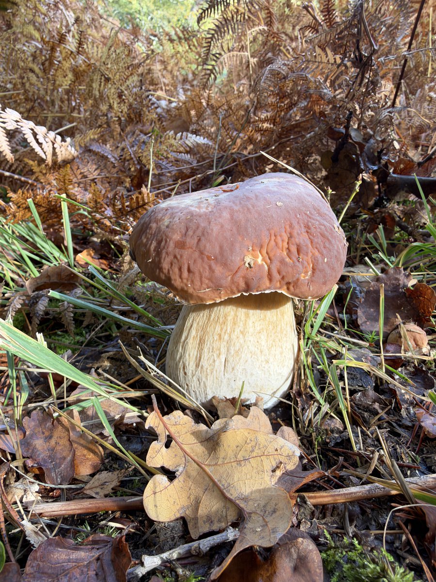 absolutelywild's tweet photo. Penny buns (Boletus edulis) in Hampshire today. Edge of mixed deciduous woodland. https://t.co/8p8YK4HsWr