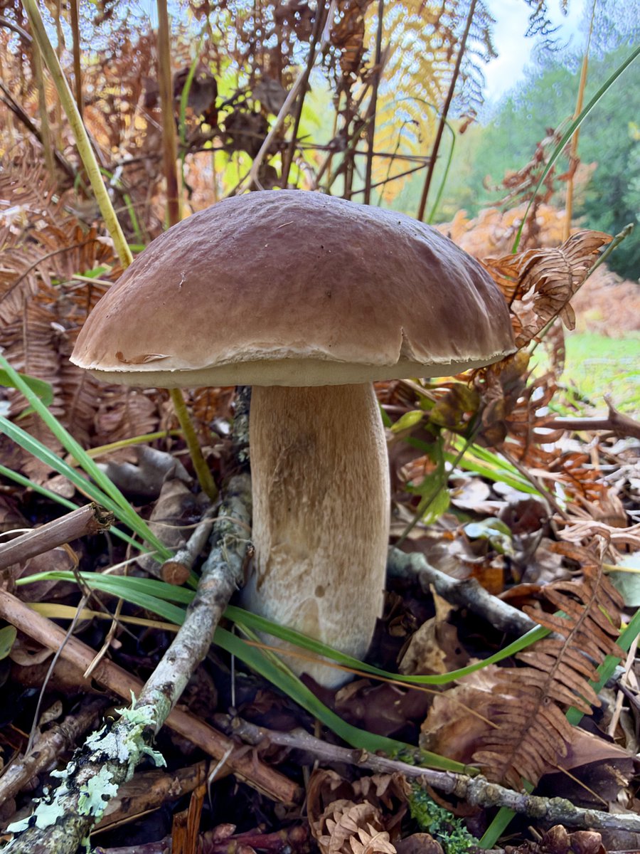 absolutelywild's tweet photo. Penny buns (Boletus edulis) in Hampshire today. Edge of mixed deciduous woodland. https://t.co/8p8YK4HsWr