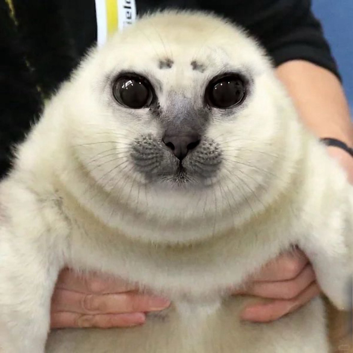 baguetteifer's tweet photo. *slaps belly at you* arf arf arf https://t.co/CQV3bD1VsI
