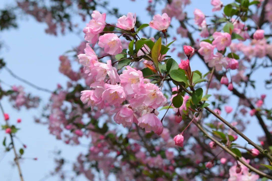 negami2855gmai's tweet photo. [船の舷に椿の花が咲き、優しい風が調子を運ぶ春！] https://t.co/9eFOWcuMiN