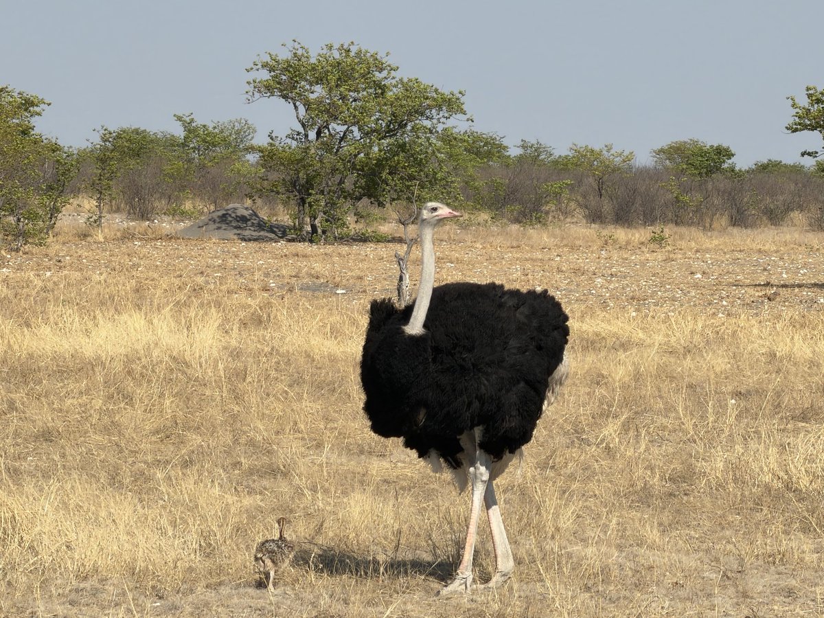 MunchPudding's tweet photo. #PostcardFromEtoshaNationalPark The Ostrich family. The male has the darker feathers and they share parenting 🇳🇦 https://t.co/lQuAJrgdQ2