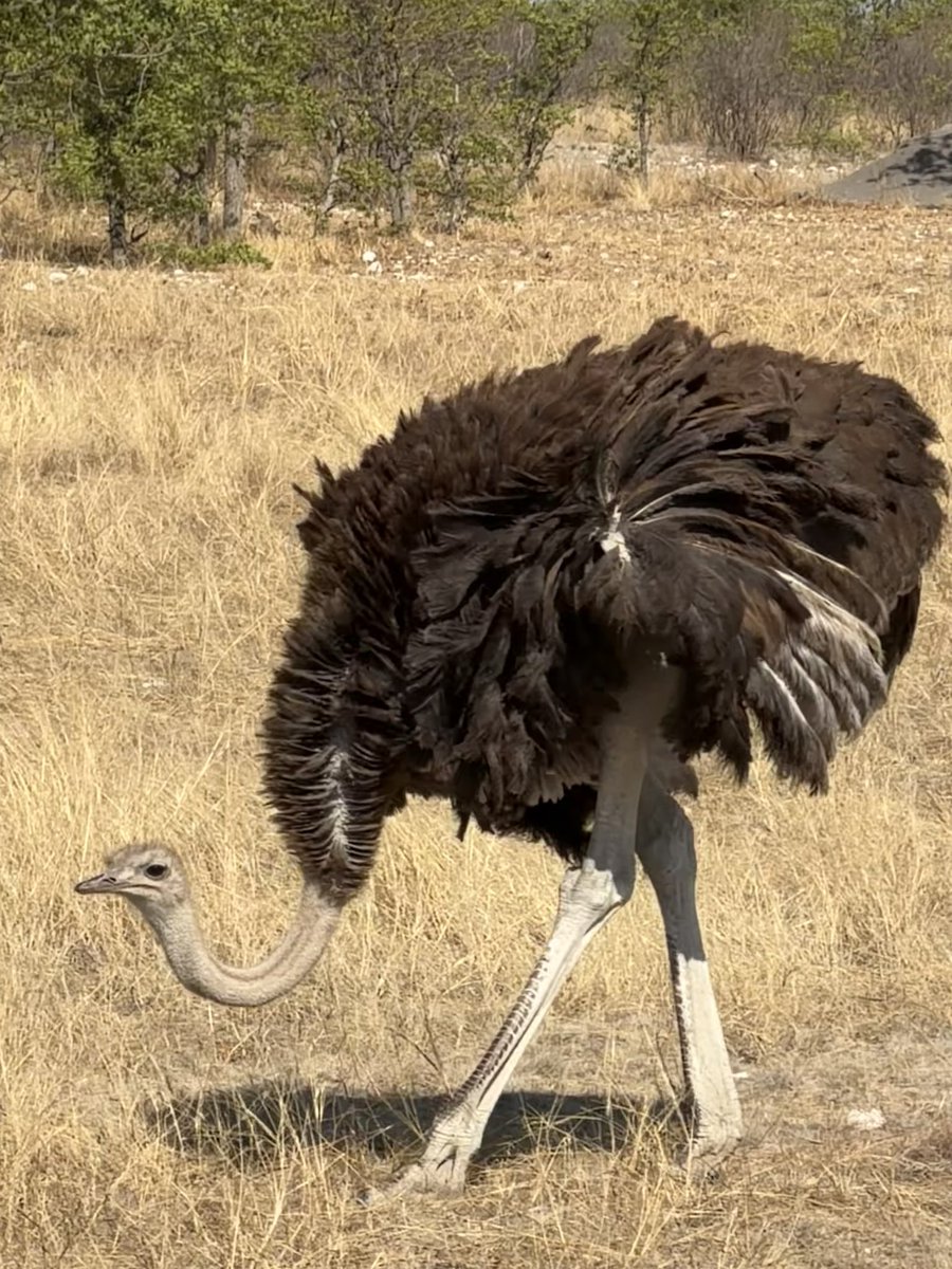 MunchPudding's tweet photo. #PostcardFromEtoshaNationalPark The Ostriches stayed for a while whilst we took pictures and then eventually wandered off with baby Ostrich 🇳🇦 https://t.co/CL4NbVyRhj