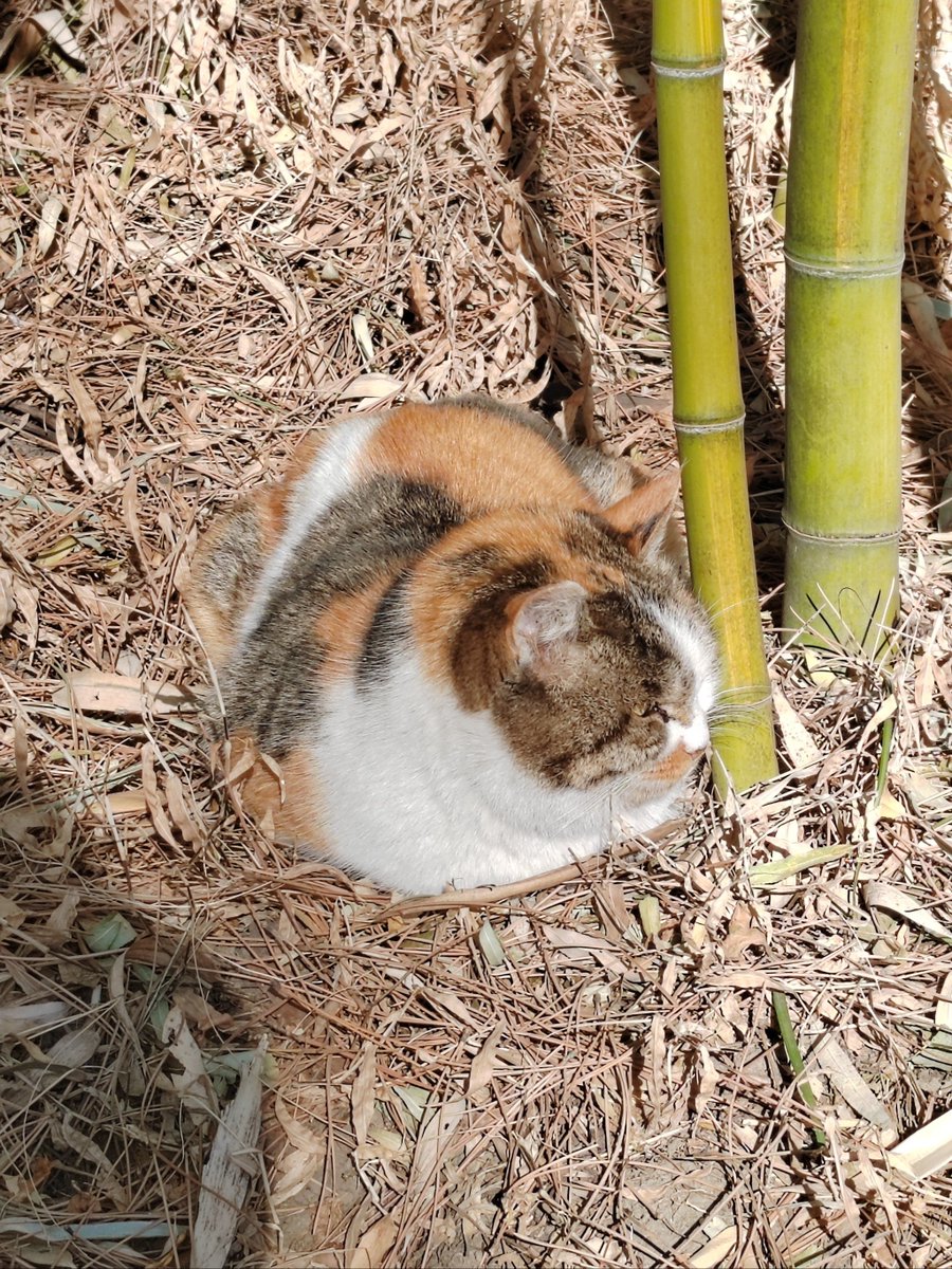 ai2002___'s tweet photo. [竹竿のように筋を伸ばし、時を待つ辰の刻、庸ましい日々に繁る草むらで、飼い猫がたそがれる]， https://t.co/zmxc5cY4fC