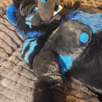 Photo by STЯΞAKΞR (@ThatOneBlueCat)