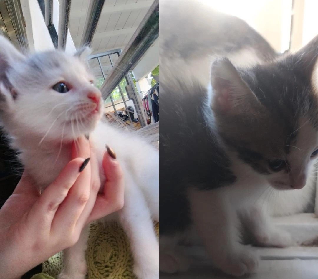 micxvera's tweet photo. Cuando los regalaban por facebook / cuando se adueñaron de la casa, los ingresos, y por sobretodo, de nuestro corazón 

Feliz primer año con nosotros Simón y Vitto, los amo 💖 https://t.co/F5qtsSNguQ