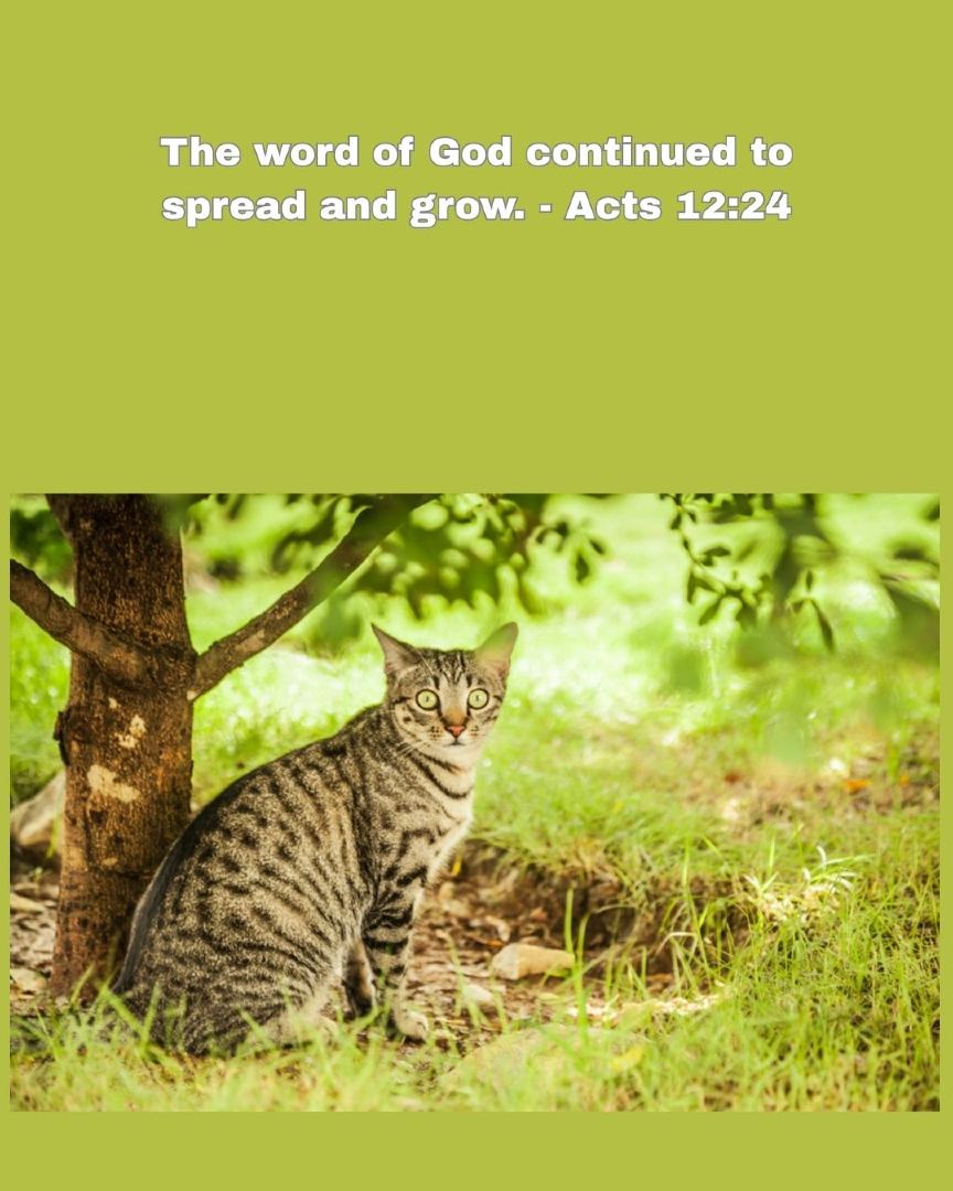 SFBaumgartner's tweet photo. #cat #kitten #Catholic #Christian #dailyinspiration #memoryverse #scriptures #truth #quote #faith #scriptureoftheday #catmemes #catvibes #catlovers #catphoto #trending #bibleverse #viralphoto #cutecat
QOTD: Which Bible verse would you share today? https://t.co/1LNtaLDBGF