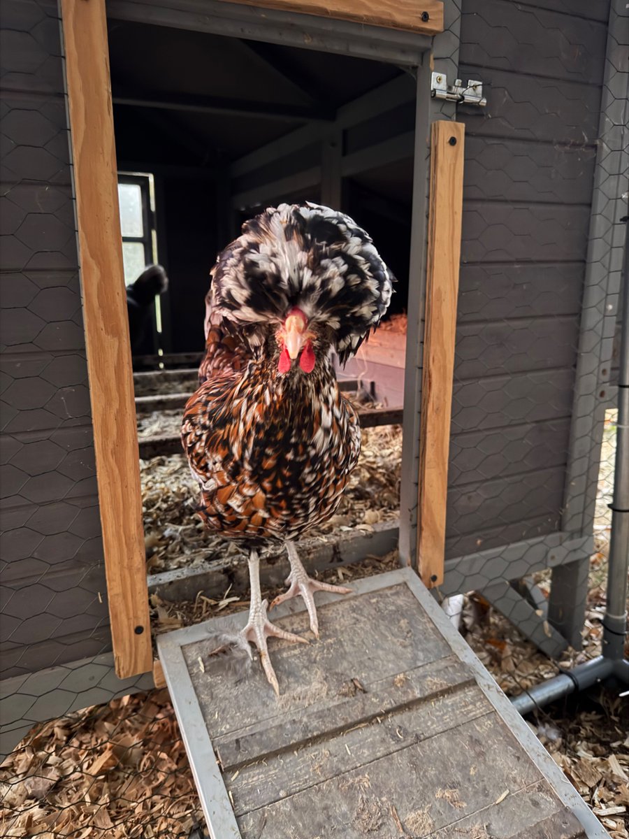WifeOfCloud's tweet photo. The hens have been extra chatty this week, and I'm convinced they're gossiping about me.  Puff looks guilty, doesn’t she? Lol https://t.co/R8c078TYyG