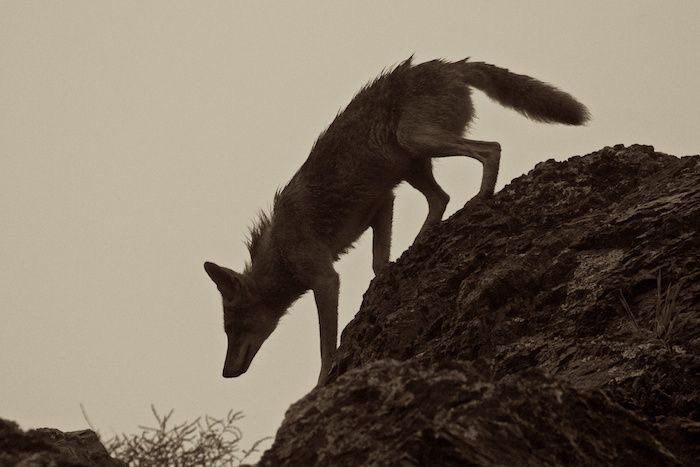 shattered_topaz's tweet photo. 🚨new fic alert!!🚨  

https://t.co/ilHNNZc6NZ

🐺 the bone/the skin/the eyes/the lips
🐺 collateral 
🐺 vincent/max
🐺 11k
🐺 virginity (of sorts)
🐺 dead dove (HEED THE WARNINGS)
🐺 vincent getting domesticated https://t.co/Sg9t9RVgK6